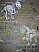 Dinosaurs wallpaper