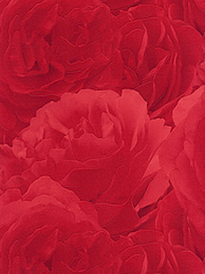 Red Rose