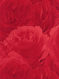 Red Rose