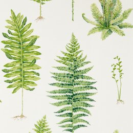 Sanderson Fernery Botanical Green Wallpaper 216633