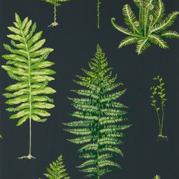 Sanderson Fernery Botanical Green/Charcoal Wallpaper 216634