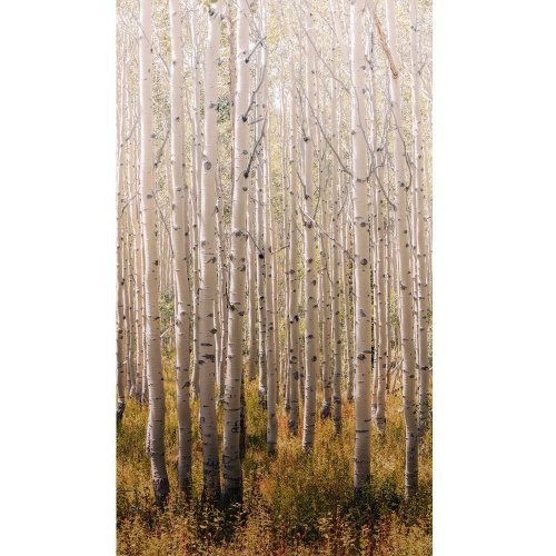 Grandeco Birch Tree Wall Mural