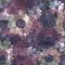 Superfresco Midnight Garden Purple Wallpaper 104895