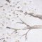 Blossom Tree Trail Canvas