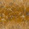 Clarissa Hulse Meadow Grass Yellow Ochre & Soft Gold Wallpaper