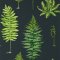 Sanderson Fernery Botanical Green/Charcoal Wallpaper 216634