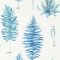 Sanderson Fernery China Blue Wallpaper 216635