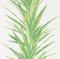 Sanderson Yucca Botanical Green Wallpaper 216649