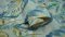 Holden Decor Aralia Duck Egg Wallpaper 36110