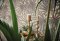 AS Creation Marrakech Palm Grey & Gold Wallpaper