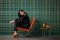 AS Creation New York Check Forest Green Wallpaper