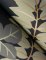 A Street Prints Caspian Charcoal Wallpaper showing intricate tiger details hidden amongst jungle leaves.
