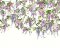 ohpopsi Trailing Wisteria Amethyst Wall Mural ICN50110M
